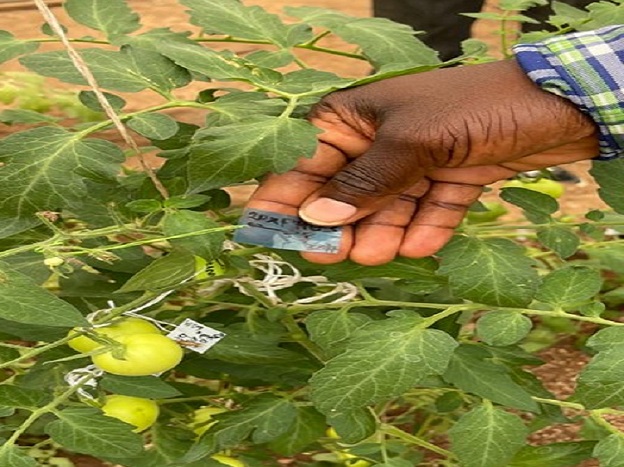 Breeding locally adapted tomato varieties for Ghana
