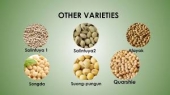 AGRONOMY OF SOYBEAN