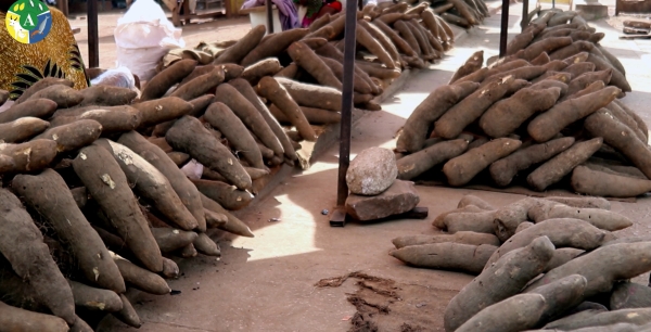 POST HARVEST HANDLING IN YAM PRODUCTION