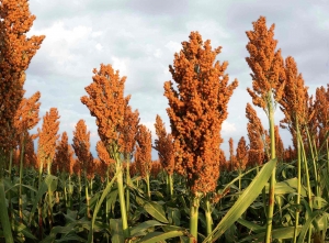 AGRONOMY OF SORGHUM