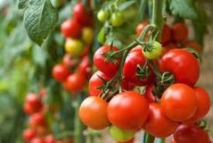 AGRONOMY OF TOMATO