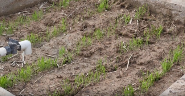 AGRONOMY OF RICE