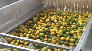 MANGO PROCESSING