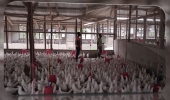 BIOSECURITY IN POULTRY PRODUCTION