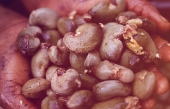 TOP WORKING IN CASHEW PRODUCTION